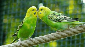 Parakeet Sounds Screenshot 3