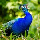Peacock Sounds APK