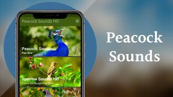 Peacock Sounds الملصق