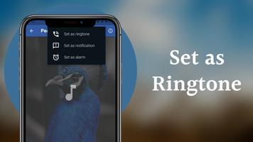 Peacock Sounds Screenshot 2