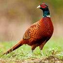 Pheasant Sounds APK