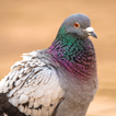 Pigeon Sounds & Hunting Calls icon
