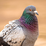 Pigeon Sounds & Hunting Calls APK