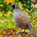 Quail Sounds & Calls APK