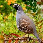 Quail Sounds & Calls Zeichen