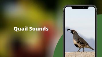 Quail Sounds & Calls Plakat