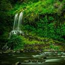 Rainforest Sounds APK