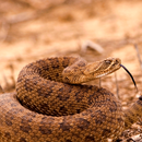 Rattlesnake Sounds APK
