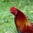 Red Junglefowl Female Sounds APK