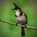 Red-whiskered Bulbul Sounds APK