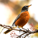 Robin Sounds APK
