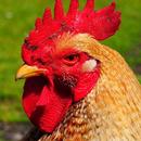 Rooster Sounds - Morning Alarm-APK