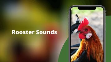 Rooster Sounds - Morning Alarm постер