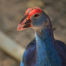Purple Swamphen Sounds APK