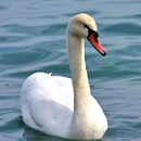 Swan Sounds APK
