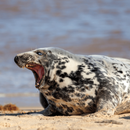 Scary Animal Sounds APK