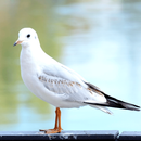 Seagulls Sounds APK