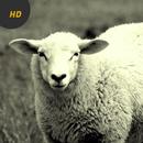 Sheep Sounds aplikacja