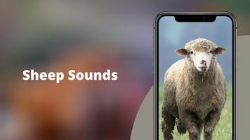 Sheep Sounds poster