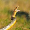 Snake Sounds