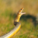 Snake Sounds APK