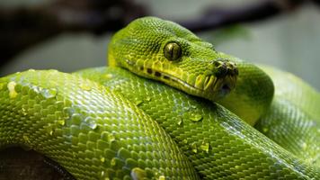 Snake Sounds Screenshot 3
