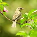 Sparrow Sounds - Sparrow Calls APK