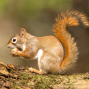 Squirrel Hunting Calls APK