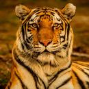 Tiger Sounds APK