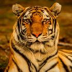 Tiger Sounds biểu tượng
