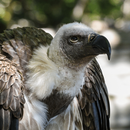 Vulture Sounds APK