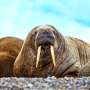 Walrus Sounds APK