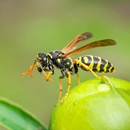 Wasp Sounds APK