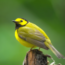 Warbler Bird Sounds APK