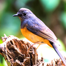 White-rumped Shama Sounds APK