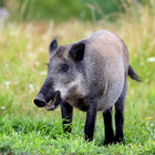 WildBoar Sounds - Hunting call biểu tượng