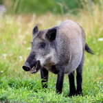 WildBoar Sounds - Hunting call icon
