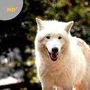 Wolf Sounds APK