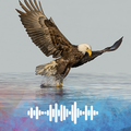 Eagle sounds