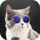Cat Sounds - Cat Ringtones APK