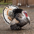 Turkey Sounds
