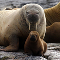 ”Walrus Sounds