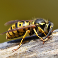 Wasp Sounds