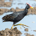 Watercock Sounds