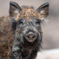 Wild Boar Sounds