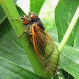 Cicada Sounds