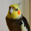 Cockatiel Sounds