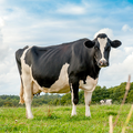 Cow Sounds