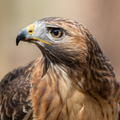 Hawk Sounds