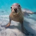 Sea Lion Sounds